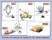 Animals Experiment with Coffee