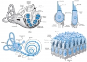 Cochlea and Organ of Corti Structures