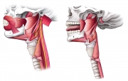 Swallowing Muscles