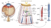 Rods and Cones of the Eye