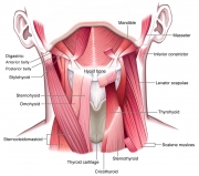 Muscles of the Neck and Jaw