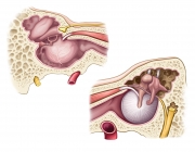 Inner Ear Structures