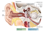 Outer, Middle, Inner Ear