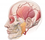 Arteries and Parotid Gland in Relation to Skull Structures and Muscles