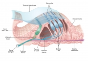 Tectorial Membrane