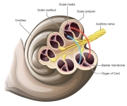 Cut Cochlea