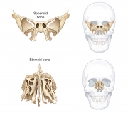 Sphenoid and Ethnoid Bones