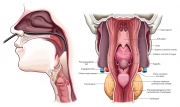 Views of the Pharynx
