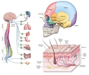 Spine, Skull, and Skin.