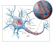 Neuron Axon