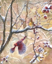 Winter Cardinals