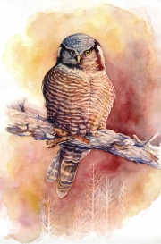 Northern Hawk Owl