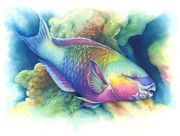 Parrot Fish