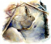 Snowshoe Hare