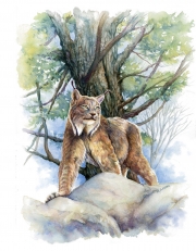 Lynx