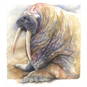 Walrus